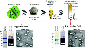 Graphical abstract: Stability of plant virus-based nanocarriers in gastrointestinal fluids