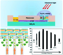 Graphical abstract: A novel cell-scale bio-nanogenerator based on electron–ion interaction for fast light power conversion