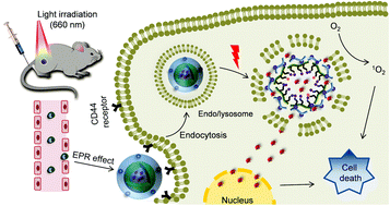 Graphical abstract: Selective cancer treatment via photodynamic sensitization of hypoxia-responsive drug delivery