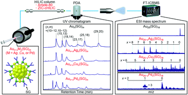 Graphical abstract: High-performance liquid chromatography mass spectrometry of gold and alloy clusters protected by hydrophilic thiolates