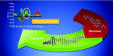 Graphical abstract: A water-soluble, bay-functionalized perylenediimide derivative – correlating aggregation and excited state dynamics