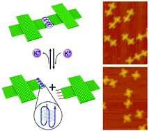 Graphical abstract: Metal-ion responsive reversible assembly of DNA origami dimers: G-quadruplex induced intermolecular interaction