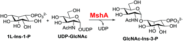 Graphical abstract: Biochemical studies of inositol N-acetylglucosaminyltransferase involved in mycothiol biosynthesis in Corynebacterium diphtheria