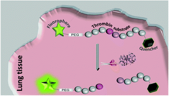 Graphical abstract: Highly selective and rapidly activatable fluorogenic Thrombin sensors and application in human lung tissue