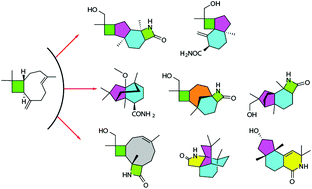 Graphical abstract: Natural product driven diversity via skeletal remodeling of caryophyllene β-lactam