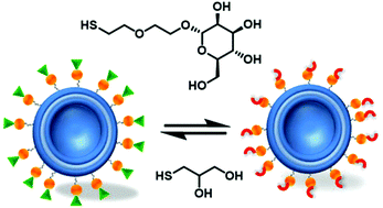 Graphical abstract: Dynamic glycosylation of liposomes by thioester exchange