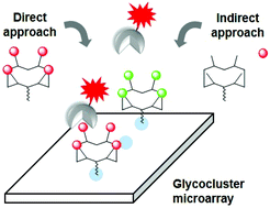 Graphical abstract: An oxime-based glycocluster microarray