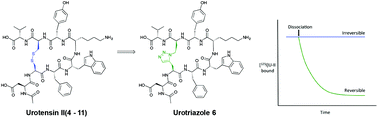 Graphical abstract: Urotensin-II peptidomimetic incorporating a non-reducible 1,5-triazole disulfide bond reveals a pseudo-irreversible covalent binding mechanism to the urotensin G-protein coupled receptor