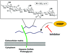 Graphical abstract: Targeting heparin and heparan sulfate protein interactions