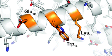 Graphical abstract: Enhancing a long-range salt bridge with intermediate aromatic and nonpolar amino acids