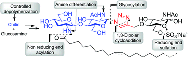 Graphical abstract: Synthesis of lipo-chitooligosaccharide analogues and their interaction with LYR3, a high affinity binding protein for Nod factors and Myc-LCOs