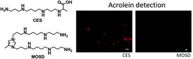 Graphical abstract: Effect of spermine-derived AGEs on oxidative stress and polyamine metabolism