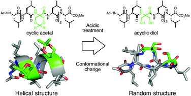 Graphical abstract: Low pH-triggering changes in peptide secondary structures