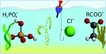 Graphical abstract: Catching the chloride: searching for non-Hofmeister selectivity behavior in systematically varied polyamide macrocyclic receptors