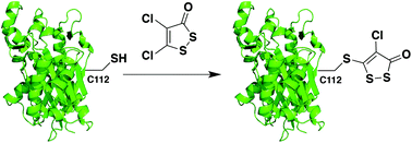 Graphical abstract: Structural evidence for the covalent modification of FabH by 4,5-dichloro-1,2-dithiol-3-one (HR45)