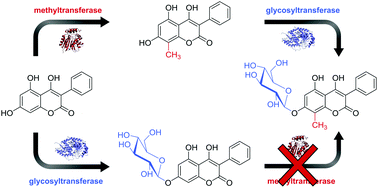 Graphical abstract: An ortho C-methylation/O-glycosylation motif on a hydroxy-coumarin scaffold, selectively installed by biocatalysis