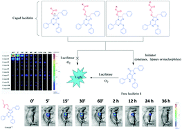 Graphical abstract: Prolonged bioluminescence imaging in living cells and mice using novel pro-substrates for Renilla luciferase