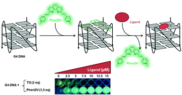 Graphical abstract: PhenDV, a turn-off fluorescent quadruplex DNA probe for improving the sensitivity of drug screening assays