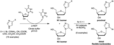 Graphical abstract: An expedient synthesis of flexible nucleosides via a regiocontrolled enzymatic glycosylation of functionalized imidazoles