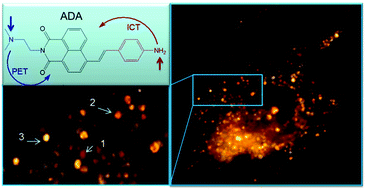 Graphical abstract: A fluorescent pH probe for acidic organelles in living cells