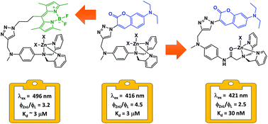 Graphical abstract: Progressive structural modification to a zinc-actuated photoinduced electron transfer (PeT) switch in the context of intracellular zinc imaging