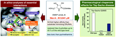 Graphical abstract: In silico analyses of essential interactions of iminosugars with the Hex A active site and evaluation of their pharmacological chaperone effects for Tay–Sachs disease