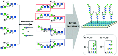 Graphical abstract: Decoding glycan protein interactions by a new class of asymmetric N-glycans