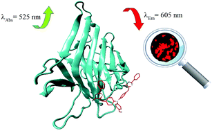 Graphical abstract: Synthesis, photophysical and biological properties of a new oxazolone fluorescent probe for bioimaging: an experimental and theoretical study