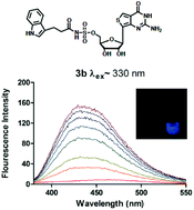 Graphical abstract: Switch-on fluorescent/FRET probes to study human histidine triad nucleotide binding protein 1 (hHint1), a novel target for opioid tolerance and neuropathic pain