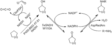 Graphical abstract: A biocatalytic cascade for the amination of unfunctionalised cycloalkanes