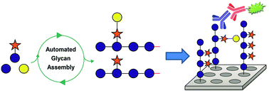 Graphical abstract: Automated glycan assembly of galactosylated xyloglucan oligosaccharides and their recognition by plant cell wall glycan-directed antibodies