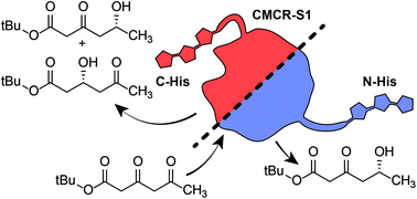 Graphical abstract: Addition of a polyhistidine tag alters the regioselectivity of carbonyl reductase S1 from Candida magnoliae