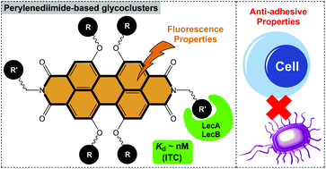 Graphical abstract: Perylenediimide-based glycoclusters as high affinity ligands of bacterial lectins: synthesis, binding studies and anti-adhesive properties