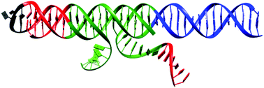 Graphical abstract: Can strand displacement take place in DNA triplexes?