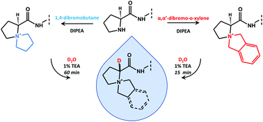 Graphical abstract: The unexpected racemization and hydrogen–deuterium exchange of the hydrogen at the α-carbon of proline analogs containing the 5-azoniaspiro[4.4]nonyl-group