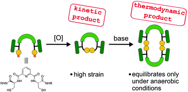 Graphical abstract: Disulphide bond exchange inhibited by air – kinetic and thermodynamic products in a library of macrocyclic cysteine derivatives