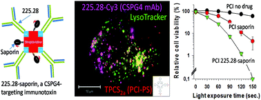 Graphical abstract: Enhanced targeting of triple-negative breast carcinoma and malignant melanoma by photochemical internalization of CSPG4-targeting immunotoxins