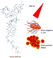 Graphical abstract: Progressive cationic functionalization of chlorin derivatives for antimicrobial photodynamic inactivation and related vancomycin conjugates