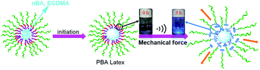 Graphical abstract: Preparation of mechanoresponsive hairy particles using polymeric surfactants in emulsion polymerization