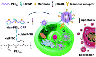 Graphical abstract: A mannosylated PEI–CPP hybrid for TRAIL gene targeting delivery for colorectal cancer therapy