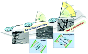 Graphical abstract: Amphiphilic dendrons with a pyrene functional group at the focal point: synthesis, self-assembly and generation-dependent DNA condensation