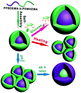 Graphical abstract: Functional micelles formed from glucose-, thermo- and pH-triple responsive copolymers for controlled release