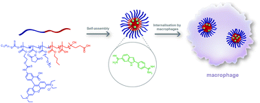 Graphical abstract: Effective macrophage delivery using RAFT copolymer derived nanoparticles