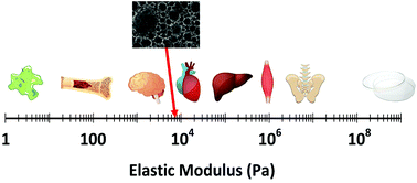 Graphical abstract: Tailored emulsion-templated porous polymer scaffolds for iPSC-derived human neural precursor cell culture