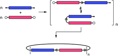 Graphical abstract: Thiol–ene polymerization of oligospiroketal rods