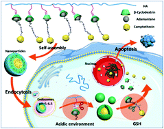 Graphical abstract: pH and glutathione dual-triggered supramolecular assemblies as synergistic and controlled drug release carriers