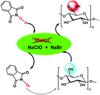 Graphical abstract: Selective oxidation of cellulose, mediated by N-hydroxyphthalimide, under a metal-free environment