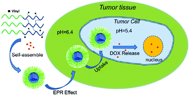 Graphical abstract: A hyperbranched amphiphilic acetal polymer for pH-sensitive drug delivery