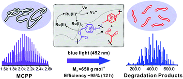 Graphical abstract: Designing a main-chain visible-light-labile picolinium-caged polymer and its biological applications