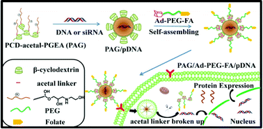 Graphical abstract: Acid-sensitive poly(β-cyclodextrin)-based multifunctional supramolecular gene vector